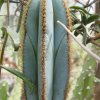 Pilosocereus_magnificus_3